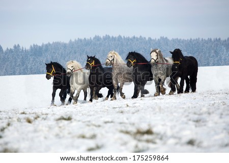 Seven big horses running along a snowy meadow