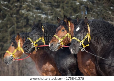 Portrait of four big horses