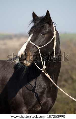 Beautiful American Paint horse stallion posing