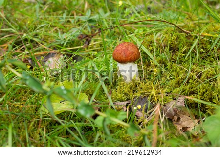 Fungus with Red-cap ( Leccinum aurantiacum mushroom. Red-capped scaber stalk ) in green mosses