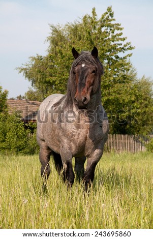 Portrait of a big horse in the meadow