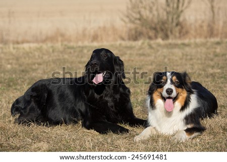 Portrait two dogs: Flat coated retriever and Australian shepherd