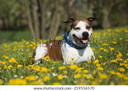 Portrait of a nice American Pit Bull Terrier