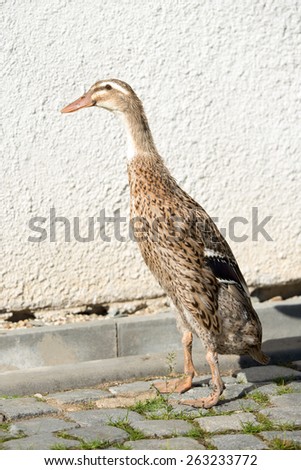 Female Indian Runner Duck, Anas platyrhynchos domesticus
