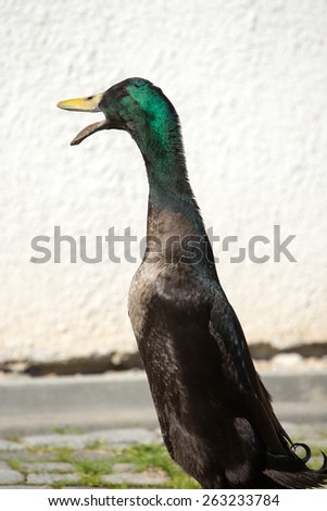 Male Indian Runner Duck, Anas platyrhynchos domesticus