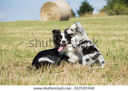 Beautiful Border Collie and puppy playing in the meadow Beautiful Border Collie and puppy playing in the meadow