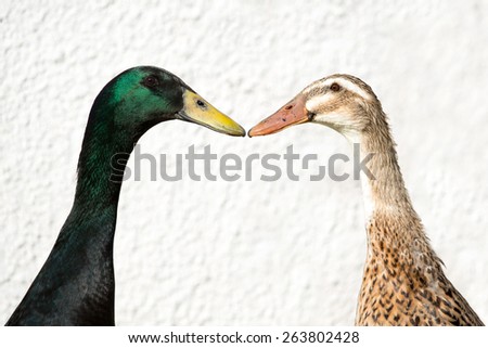 Male and female Indian Runner Duck, Anas platyrhynchos domesticus