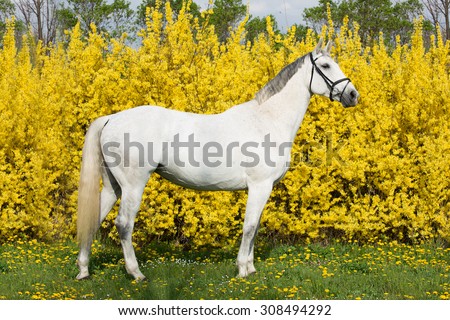 Portrait of nice white horse on a yellow background