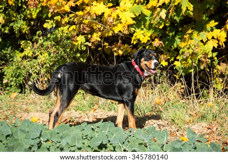 Portrait of a nice Greater Swiss Mountain Dog in autumn