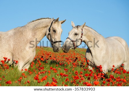 Two white horses in the poppy field