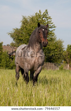 Portrait of nice big horse