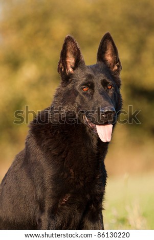 Portrait of a beautiful german shepherd or alsatian dog sitting