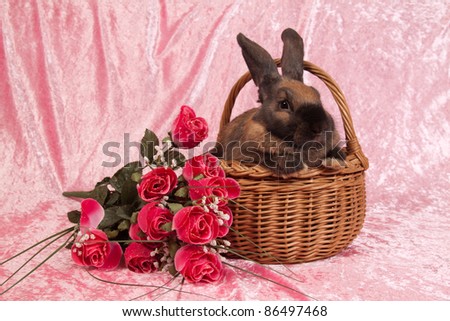 Rabbit in a basket with pink flowers on pink background