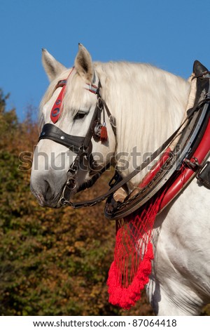 Portrait of Percheron stallion with a harness in the autumn land
