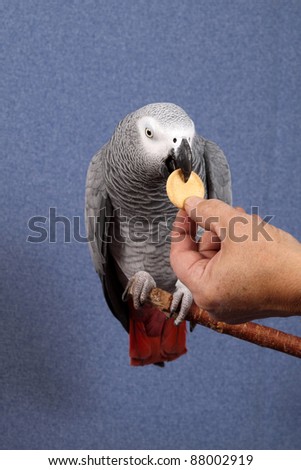 African Gray parrot tropical bird on a blue background