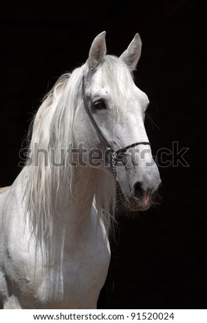 Portrait of a nice white horse on black background