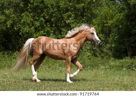 Pony Running