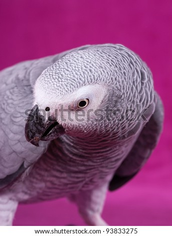 African Gray parrot tropical bird on a pink background