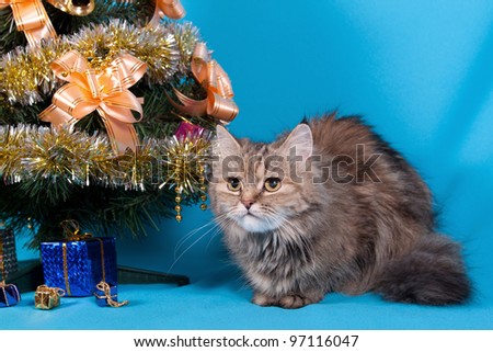 Portrait of beautiful cat at Christmas tree on a blue background