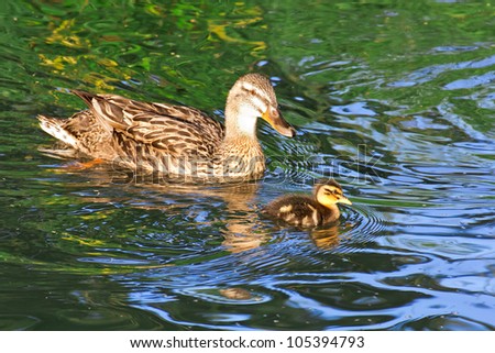 Mother duck or hen swimming with small duckling through clean water with green and blue reflections from trees and sky illuminated by late afternoon sunlight