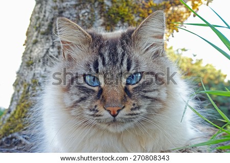 Blue-eyed feline house cat in outdoor setting looking intently ahead