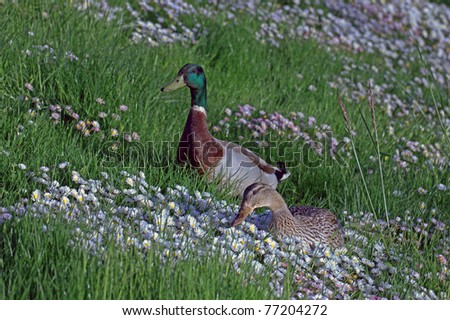 A mated pair of mallard ducks (scientific name: Anas Platyrhynchos) in the Willamette Valley, Oregon, foraging for food in green grass and wild daisies.