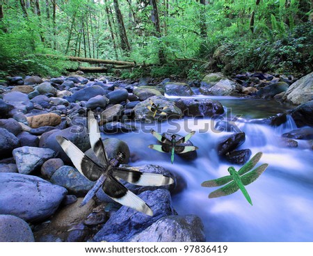 Dragonflies in flight above creek or mountain stream in deep woods