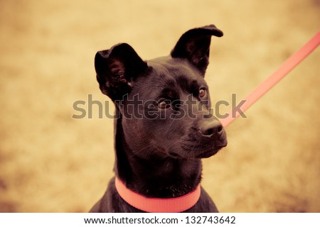 Cute Puppy On Leash - This is a photo of a cute young female puppy with a pink collar and leash. Shot in a warm retro color tone.