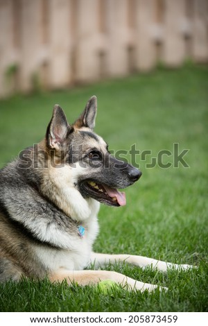 German Shepherd - This is a shot of a German Shepherd Dog laying in the grass.