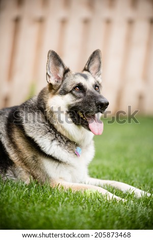German Shepherd - This is a shot of a German Shepherd Dog laying in the grass.