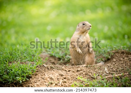 Prairie Dog - This is a shot of a cute prairie dog coming out of the ground to have a look around.