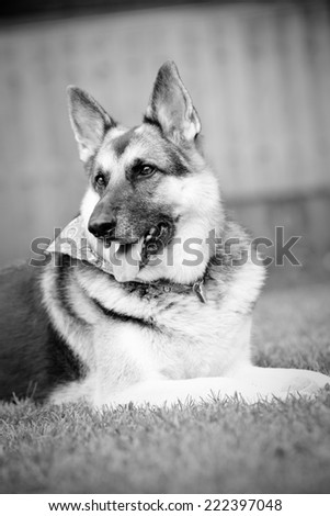 German Shepherd - This is a black and white shot of a German Shepherd Dog laying in the grass.