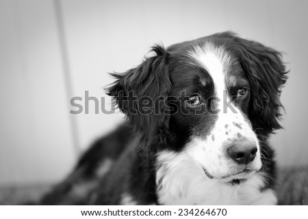 Scruffy Dog - This is a black and white shot of a scruffy old dog with tired eyes.