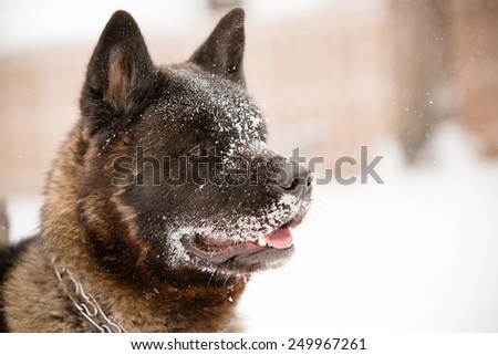 Akita Playing In Snow - This is a shot of an Akita puppy playing in the snow on a cold winter day.
