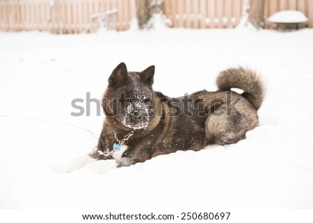 Akita Playing In Snow - This is an image of an Akita dog playing in the snow on a cold winter day.