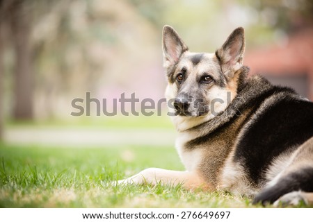 Tired German Shepherd - This is a color image of a beautiful adult male German Shepherd laying down in the grass on a cool spring day.