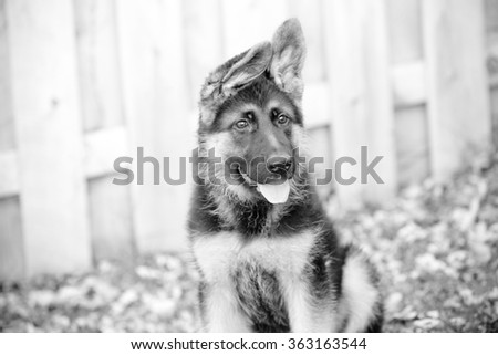 German Shepherd Puppy - This is a black and white image of an adorable german shepherd puppy with floppy ears. Shot with a shallow depth of field.