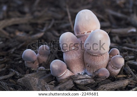 stock-photo-peckerhead-mushroom-cluster-2249681.jpg