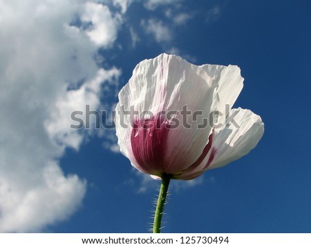white poppy flower