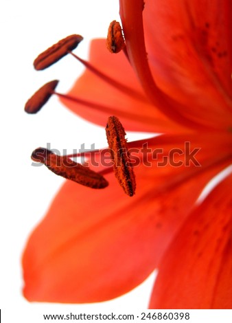 orange lily on white background