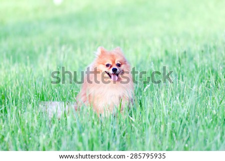 funny little red dog playing in the grass summer day