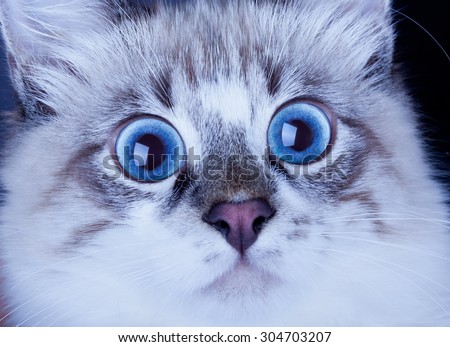 portrait of a young surprised cat snout