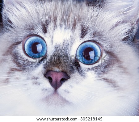 Portrait of a surprised cat