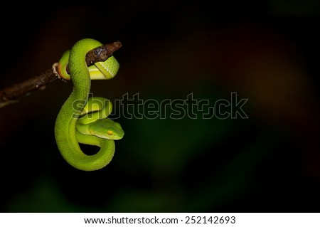 Ekiiwhagahmg snakes (green snakes) in the forests of Thailand