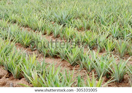 pineapple fruit field in thailand