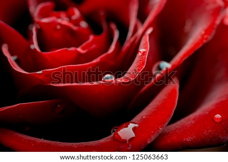 dew drops on rose petal