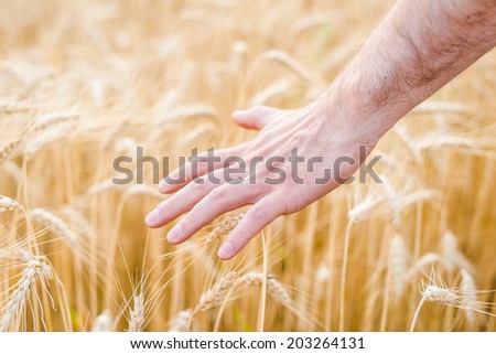 Man\'s hand slide threw the golden wheat field.