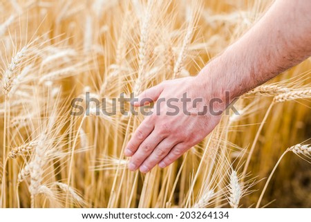 Man's hand slide threw the golden wheat field.