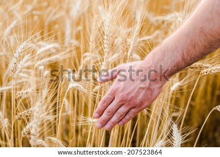 Man\'s hand slide threw the golden wheat field.