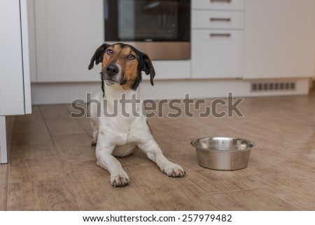 dog bowl hungry meal eating